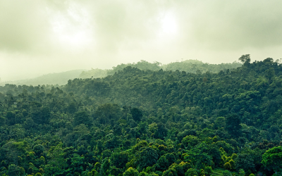 Escape to El Salvador